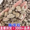 Pedra-pomes Marinha, Pedra Marinha, Pedra Bolha, Pedra Marinha Flutuante, Pedra d'Água Flutuante, Pó de Pedra-pomes Marinha, Material Mineral, Dropshipping