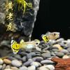 Guppy azul hielo anchoa viva pez vivíparo pez ornamental tropical al por mayor todo rojo Oreja Grande cola de pasto azul cielo