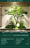 Escenario de Exhibición de Ventana Pieris Japonica Simulada Planta Interior de Gama Alta Arce Japonés Biomorfo Planta Verde Decoración Árbol Artificial Grande Paisaje