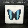 Venta Directa al Por Mayor de Fábrica de Especímenes Reales de Mariposas con Alas Extendidas, Diversos Insectos y Escarabajos, Accesorios para Fotos, Educación Científica, Especímenes Naturales