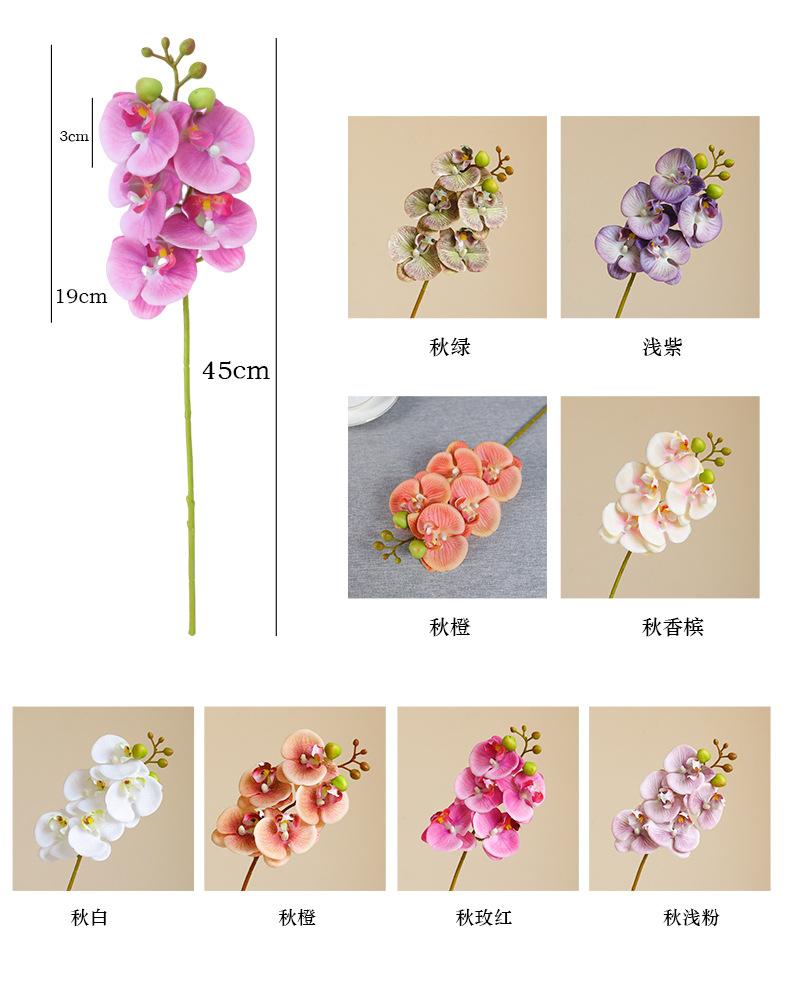 烟雨5头蝴蝶兰_04.jpg