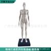 Modelo de cráneo de referencia para pintura de 30 cm color músculo Arte anatomía estructura hueso músculo humano Arte boceto