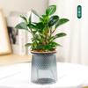 Planta Hidropónica Platino Diamante Enmacetada Hoja Grande Verde Princesa Interior Escritorio Cultivada en Agua Planta Verde Purifica el Aire y es Fácil de Mantener en Todas las Estaciones