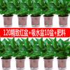 Rábano Verde en Maceta Planta de Interior Formaldehído-Absorbente para Purificación del Aire de Oficina y Sala de Estar, Planta Verde de Zarcillos Largos de Fácil Cuidado
