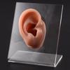 Comercio Electrónico Transfronterizo Modelo de Exhibición de Silicona para Oreja Pendientes Tablero de Exhibición de Joyería Juego Modelo de Audífono de Silicona Multicolor