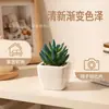 En existencia Simulación de dedos de bergamota azul carnosos Planta en maceta Adornos de escritorio Mini planta verde Bonsai TEMU Planta de simulación