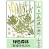 Marcapáginas de flores secas especímenes colección de primavera en botella de película plástica materiales hechos a mano para manualidades estudiantes de primaria flores transparentes