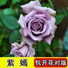 Plántulas de Rosas Plantas en Maceta, Rosas de Flor Grande con Portainjerto Viejo, Florecen Todo el Año, Fáciles de Cultivar, Raíces Viejas, Adecuadas para Balcón y Plantas de Flor de Interior