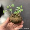 O ouro não muda, não tolera plantas com raízes suculentas, pequenas trepadeiras, tartarugas vermelhas da montanha