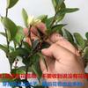 Mudas de Flor Sorridente Dropshipping Envasadas Internas Varanda Pátio Perfumado Chão Mudas Grandes Florescendo em Todas as Estações no Sul