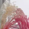 Pensamientos Pequeños Blanqueados, Flores Eternas, Flores Secas, Materiales de Flores para Manualidades, Flores Preservadas, Ramos, Flores Reales, Decoración del Hogar, Flores Hechas a Mano