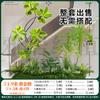 Gran simulación de diseño combinado de paisaje verde interior plantas verdes falsas biónicas avanzadas debajo de las escaleras adornos de árboles decorativos