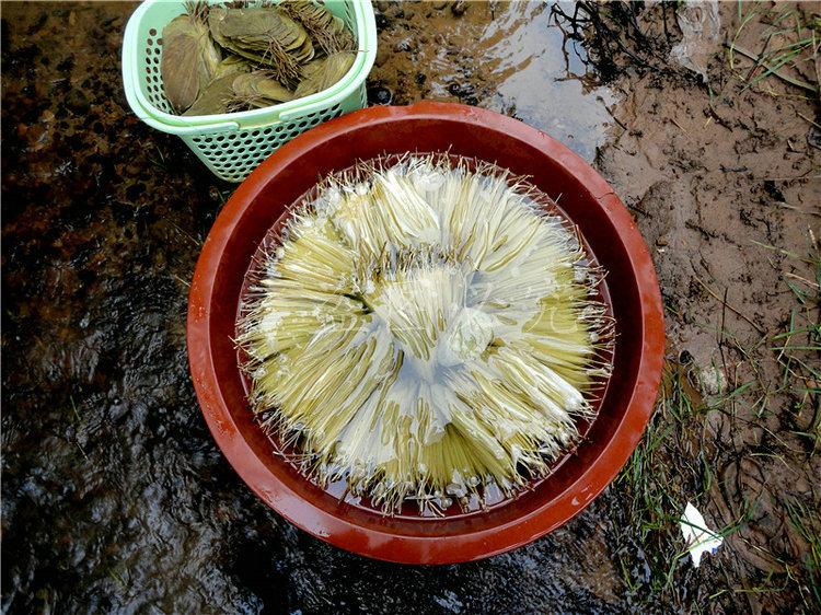 A002紫荆叶脉 (1)