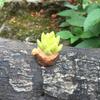 Adornos de micro paisajismo cactus creativos macetas pequeñas artículos zakka más suculentas pequeños adornos planta de simulación venta al por mayor