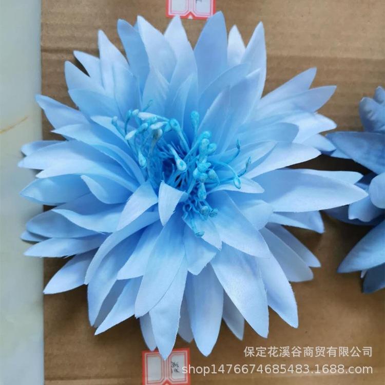 3头大爪菊-浅兰