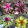 Paquete Combinado de Bromelias Set Grande Mediano Pequeño Madera Flotante de Selva Paisajismo Acuático Micro Paisaje Planta de Aire Otro