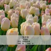 Bulbos de Tulipa para Venda no Atacado, Variedade de Pétala Simples, 1 Bulbo por Pacote, Bulbos de 5 Graus, Plantas de Flores de Interior em Vasos, Floresce o Ano Todo, Fácil de Cuidar