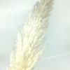 Color Primario Yunnan Cañas Grandes Flores Secas Beige Blanco Cañas Grandes Decoración de Boda Atrezzo para Sesión de Fotos Vestido Suave Flores Secas Naturales
