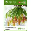 Planta Carnívora Trampa para Moscas Extra Grande en Maceta, Planta Jarra, Planta Verde Resistente al Frío, Flor Carnívora Insectívora, Fácil de Cuidar, Repelente de Mosquitos para Interiores