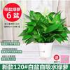 Planta de Interior en Maceta Verde Casa Nueva Hogar Absorbiendo Formaldehído para Purificar el Aire Hidropónica Planta Verde Flores Rattan Largo Maceta Verde