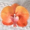 Cabeça de flor de orquídea borboleta parede de flores artificiais acessórios flor DIY feito à mão decoração de casamento pétala de flor grampo de cabelo material para adorno de cabeça