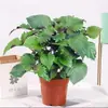 Hortelã em Vaso Grande Planta Comestível de Interior Flor Sala de Estar Varanda Repelente de Mosquitos Planta Verde de Mesa Fácil de Cuidar Todas as Estações