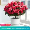 Rododendro Planta de Flor en Maceta Flor de Interior con Capullos, Montón Viejo Grande, Flores Floreciendo en Todas las Estaciones, Plantas Verdes Fáciles de Cultivar y Vivir