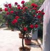Plántulas de Rosas en Forma de Árbol, Rosales de Tallo Alto, Plantas de Rosas Altas, Plantas en Maceta de Floración de Cuatro Estaciones, Flores y Plantas Verdes de Interior de Fácil Cuidado