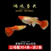 Guppies de Raça Pura, Peixes Ornamentais de Água Doce Pequenos, Peixes Tropicais Fáceis de Criar, Peixes Vivos, Peixes Limpadores, Kinguios Zebra, Peixes Pequenos, Alevinos