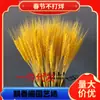 Dropshipping Buquê de Flores Secas Espigas de Trigo Dourado Natural Abertura Cevada Sala de Estar Decoração Ornamentos Arranjo de Flores de Trigo