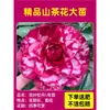 Camelia Xiangfei en maceta con brotes, flor roja de cinco colores, fácil de cultivar en interiores, florece en cualquier estación.