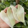 Atacado de fábrica Placa de raspagem Jade Afegão Peça de raspagem Ágata Beleza Massagem Rosto Dragagem Ferramentas Meridianos