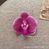 Cabeza de Flor de Phalaenopsis de Película Artificial Impresa en 3D Horquilla para el Cabello de Celebridad de Internet Souvenir de Boda Caja de Dulces de Boda Flores Falsas Decoradas a Mano