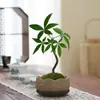 Árvore da Fortuna Pequena em Vaso Florais Nativos Forma Interessante Árvore da Fortuna Sala de Estar Mesa Plantas Verdes Interior Fortuna Escritório
