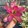 Paquete Combinado de Bromelias Set Grande Mediano Pequeño Madera Flotante de Selva Paisajismo Acuático Micro Paisaje Planta de Aire Otro