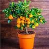 Sementes de Plantas Verdes, Sementes de Flores Bonsai, Sementes de Árvore do Dinheiro, Sementes de Endro Verde Absorvedoras de Formaldeído, Orquídeas Aranha, Grama do Dinheiro Cobre, Sementes de Hortelã