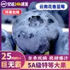 Caja de Regalo de Fruta Fresca de Arándano de Yunnan Fruta Fresca Floral Alpina de Temporada Fruta Grande para Mujeres Embarazadas Ciruela Azul Grande Caja Completa