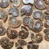Concha natural malagea al por mayor rodaja de fósil de concha pieza abierta piedra crisantemo de concha fósil de paleontología espécimen de piedra original