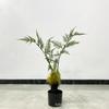 Helecho cabeza de mono de simulación, helecho cabeza de mono dorado, bonsái chino zen, simulación de interior, planta verde falsa, decoración, adornos de plantas en maceta