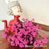 Atacado de flores secas características de Yunnan, atacado de flores de painço imortais, buquê, acessórios florais, flores de painço imortais DIY feitas à mão