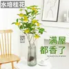 Plántulas de Osmanthus Hidropónico en Maceta, Plantas Cultivadas en Agua, Flores Frescas Cortadas de Osmanthus de Cuatro Estaciones, Plantas Verdes de Interior Fáciles de Cultivar, Florales, Cabello de Osmanthus