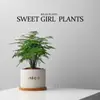 Árbol de Dinero de las Cinco Bendiciones Planta Pequeña en Maceta Planta de Escritorio para Oficina Maceta de Balcón Planta Verde de Interior Planta con Flor en Maceta Venta al por Mayor