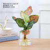 Planta em Vaso Vermelho Geely, Planta Verde Ruyi Rainha Elefante Branco Hidropônica, Planta de Folha Decorativa para Mesa de Escritório, Flor Fácil de Cuidar