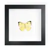 Mariposa Real, Especie Preciosa de Verano, Mariposa Rara, Mariposa Pequeña de Cinta Verde, Adorno de Escritorio, Espécimen de Regalo, Pintura Decorativa, Espécimen de Mariposa