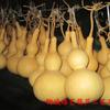 Calabaza natural directa de fábrica, tamaño grande y mediano, adornos artesanales de calabaza, calabaza de cintura extragrande al por mayor