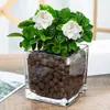 Plantas hidropónicas, Reina Ruyi, plantas en maceta, potos, plantas de interior, gardenia, palma roja, rojo auspicioso, flores verde jade