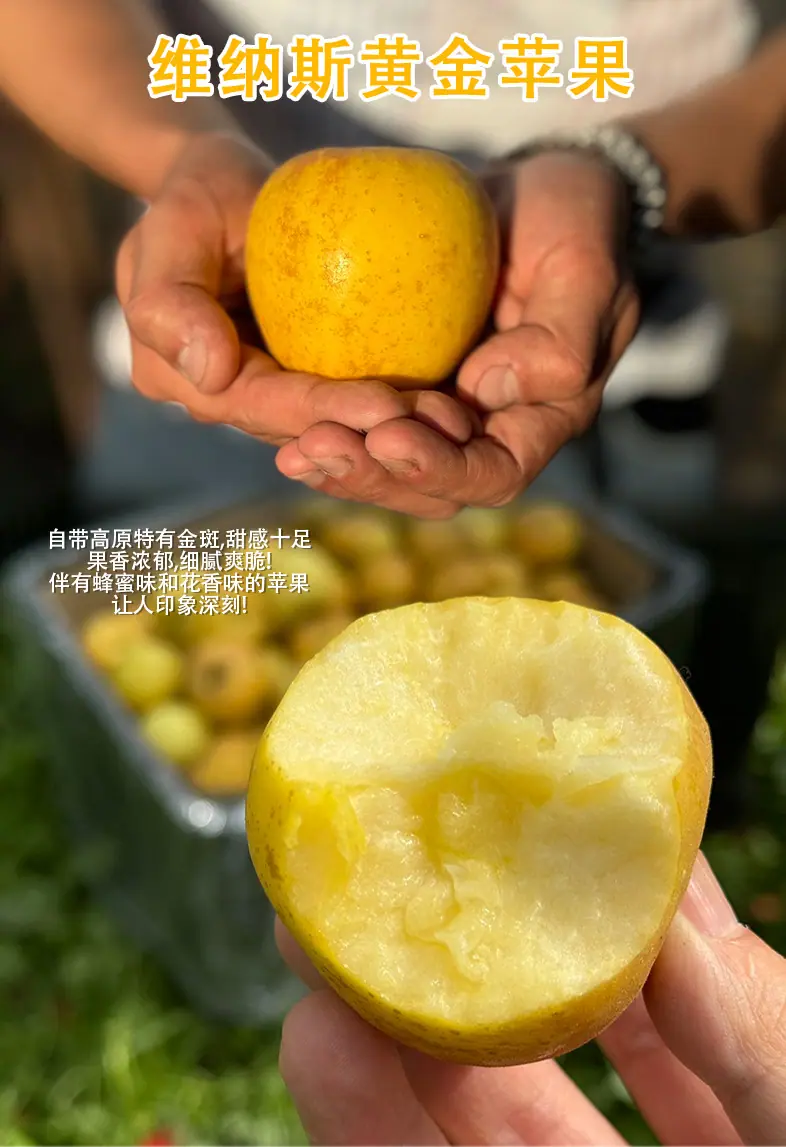 彩苹之愿高原彩色苹果拼装礼盒详情图