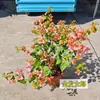 Planta en Maceta Buganvilia Floreciendo Cereza Verde Doble Pétalo Floración Cuatro Estaciones Balcón Fácil de Cultivar Buganvilia de Interior Planta Verde para Balcón