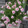 Plántulas de rosa, tallos maduros, flores de flor grande, plantas verdes, rosas en maceta, balcón interior y exterior, todo el año