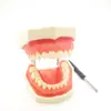 Modelo de Práctica para Preparación Dental Removible con Ejercicio Gingival, Modelo de Diente con Resina de Encía Suave, Incluye Cuchillo